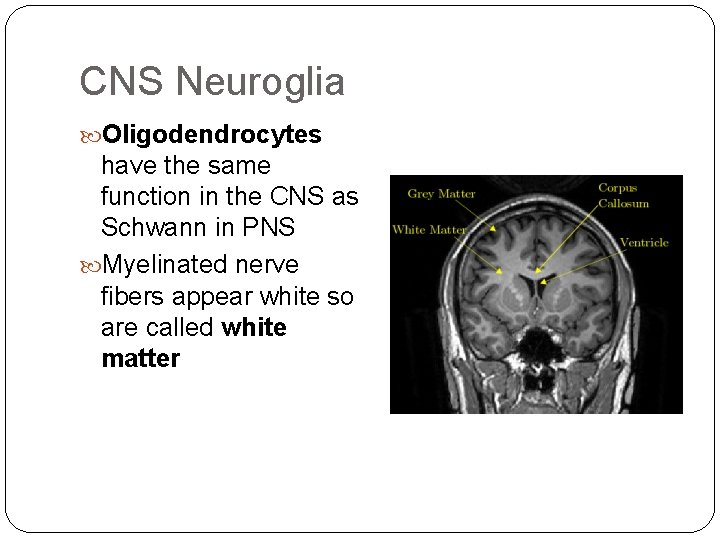 CNS Neuroglia Oligodendrocytes have the same function in the CNS as Schwann in PNS