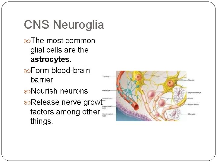 CNS Neuroglia The most common glial cells are the astrocytes. Form blood-brain barrier Nourish