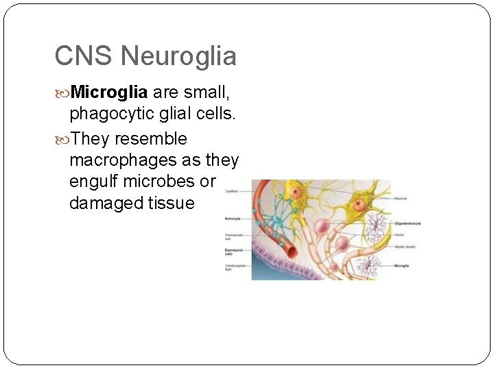 CNS Neuroglia Microglia are small, phagocytic glial cells. They resemble macrophages as they engulf
