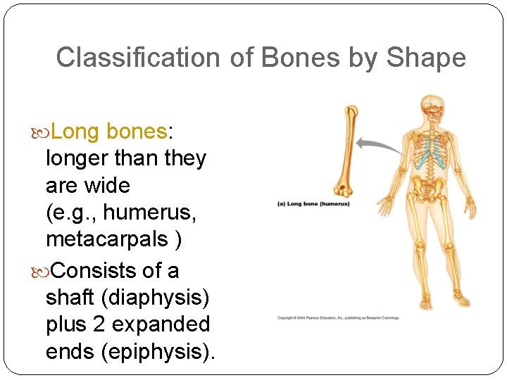 Classification of Bones by Shape Long bones: 5 longer than they are wide (e.
