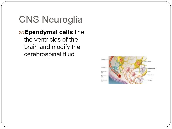 CNS Neuroglia Ependymal cells line the ventricles of the brain and modify the cerebrospinal