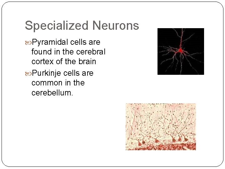 Specialized Neurons Pyramidal cells are found in the cerebral cortex of the brain Purkinje