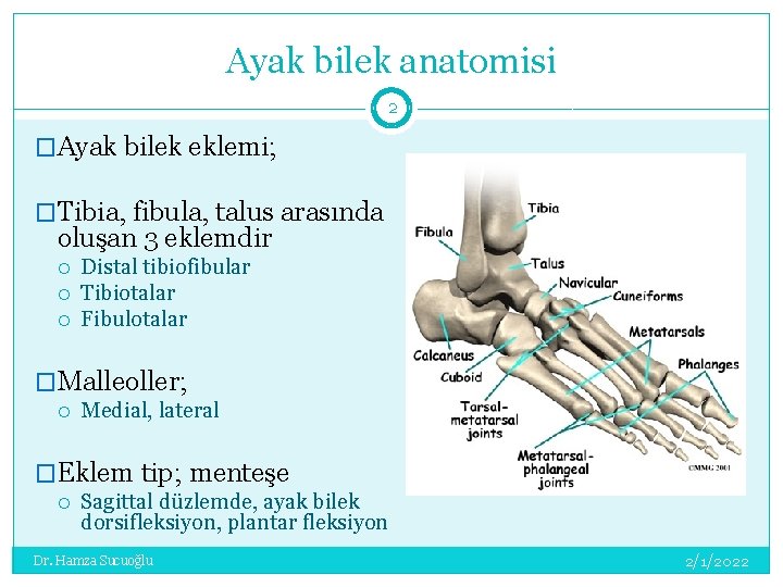 Ayak bilek anatomisi 2 �Ayak bilek eklemi; �Tibia, fibula, talus arasında oluşan 3 eklemdir