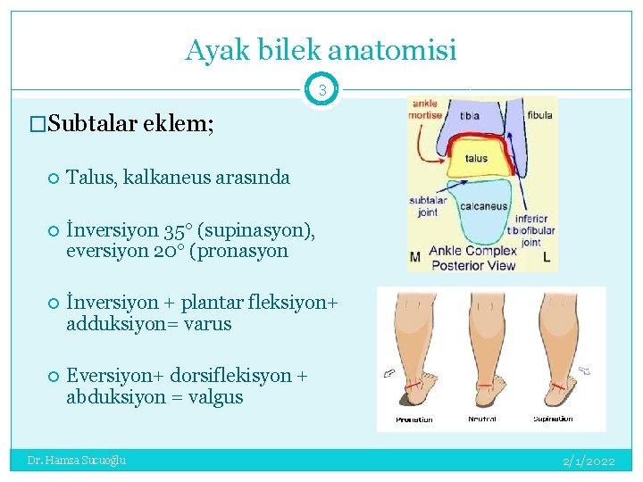 Ayak bilek anatomisi 3 �Subtalar eklem; Talus, kalkaneus arasında İnversiyon 35° (supinasyon), eversiyon 20°