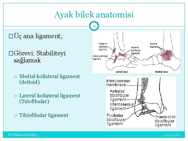 Ayak bilek anatomisi 4 �Üç ana ligament; �Görevi: Stabiliteyi sağlamak Medial kollateral ligament (deltoid)