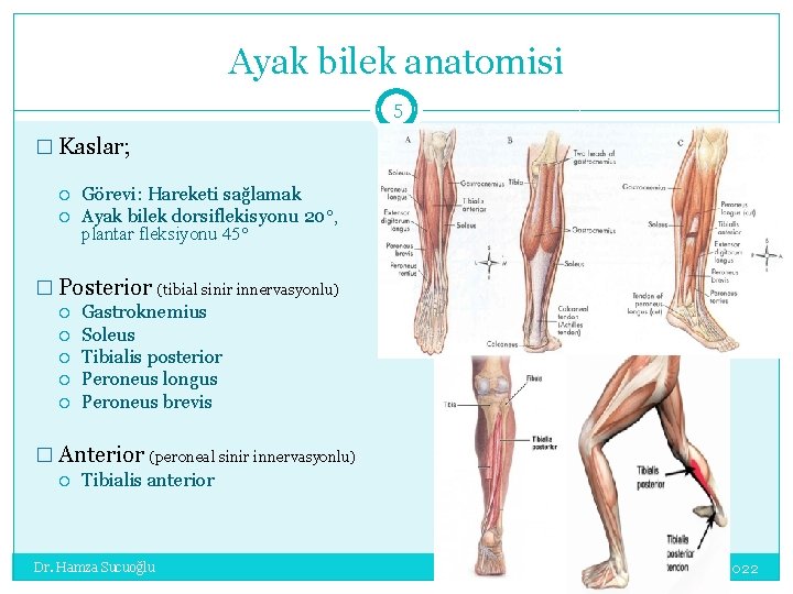 Ayak bilek anatomisi 5 � Kaslar; Görevi: Hareketi sağlamak Ayak bilek dorsiflekisyonu 20°, plantar