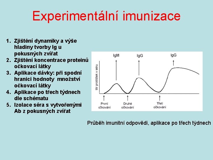 Experimentální imunizace 1. Zjištění dynamiky a výše hladiny tvorby Ig u pokusných zvířat 2.