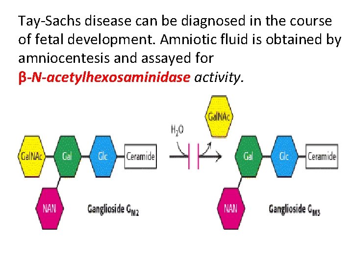 Tay-Sachs disease can be diagnosed in the course of fetal development. Amniotic fluid is