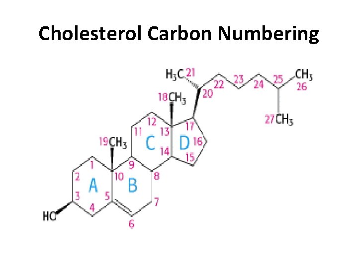 Cholesterol Carbon Numbering 