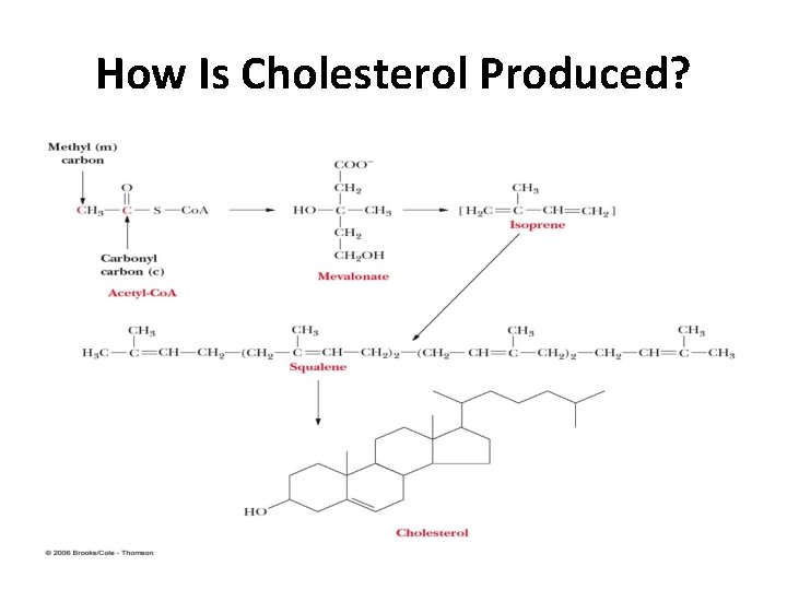 How Is Cholesterol Produced? 