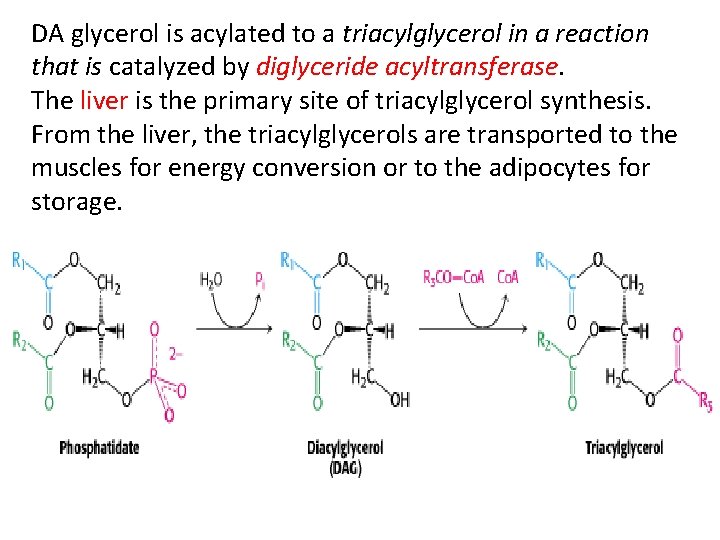 DA glycerol is acylated to a triacylglycerol in a reaction that is catalyzed by