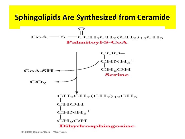 Sphingolipids Are Synthesized from Ceramide 