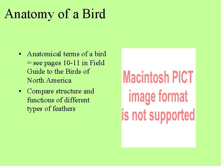 Anatomy of a Bird • Anatomical terms of a bird = see pages 10