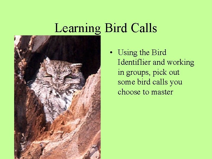 Learning Bird Calls • Using the Bird Identiflier and working in groups, pick out