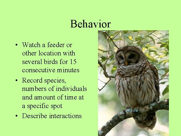Behavior • Watch a feeder or other location with several birds for 15 consecutive