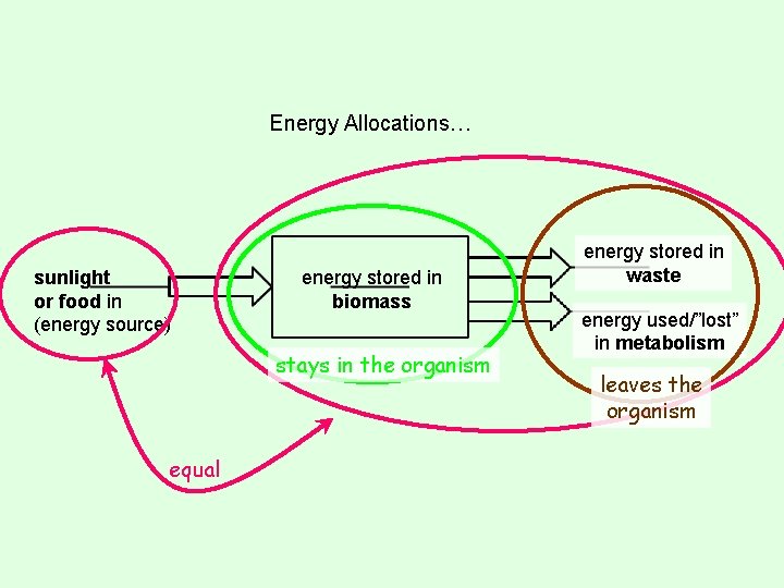 Energy Allocations… sunlight or food in (energy source) energy stored in biomass stays in