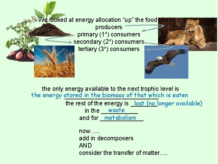 We looked at energy allocation “up” the food chain… producers primary (1 ) consumers