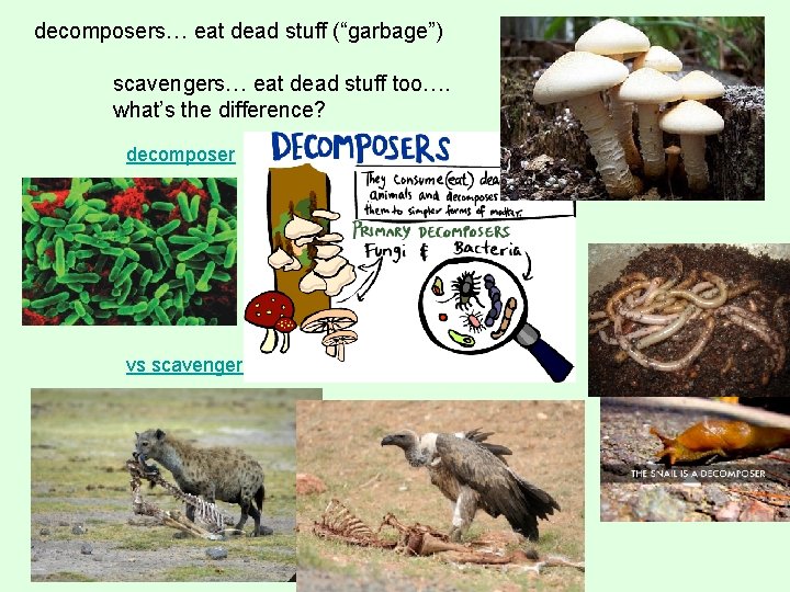 decomposers… eat dead stuff (“garbage”) scavengers… eat dead stuff too…. what’s the difference? decomposer