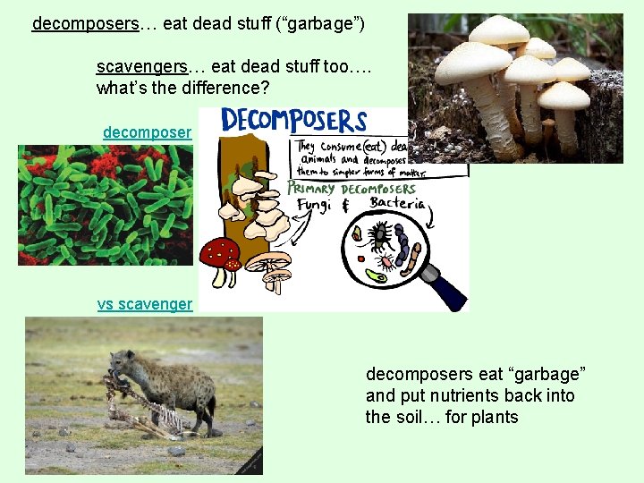 decomposers… eat dead stuff (“garbage”) scavengers… eat dead stuff too…. what’s the difference? decomposer