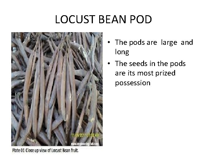 LOCUST BEAN POD • The pods are large and long • The seeds in