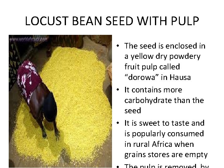 LOCUST BEAN SEED WITH PULP • The seed is enclosed in a yellow dry