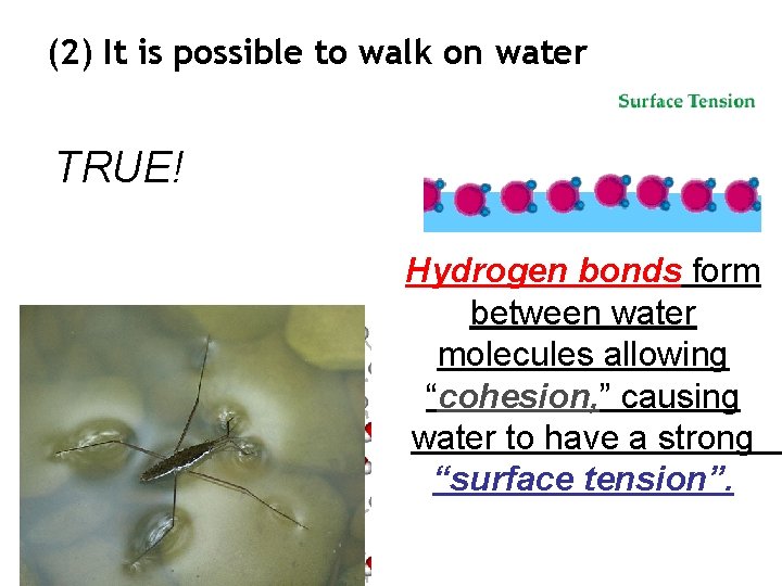(2) It is possible to walk on water TRUE! Hydrogen bonds form between water (2) It is possible to walk on water TRUE! Hydrogen bonds form between water