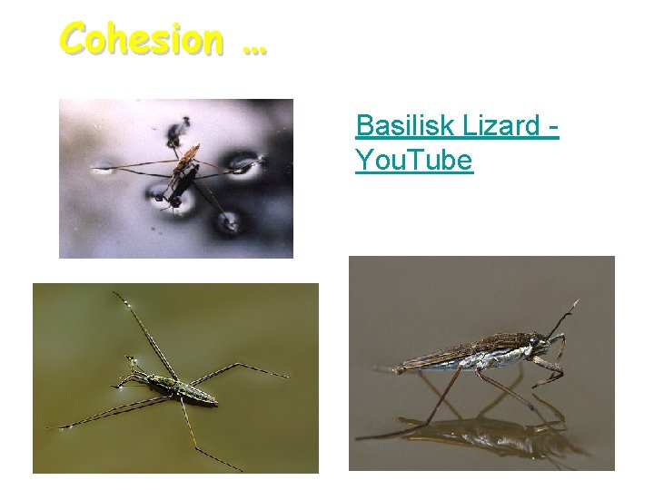 Cohesion … Basilisk Lizard You. Tube 