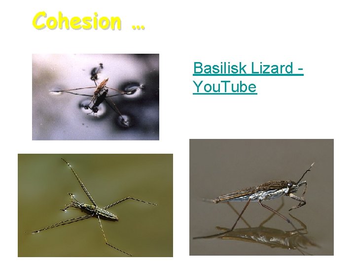 Cohesion … Basilisk Lizard You. Tube Cohesion … Basilisk Lizard You. Tube