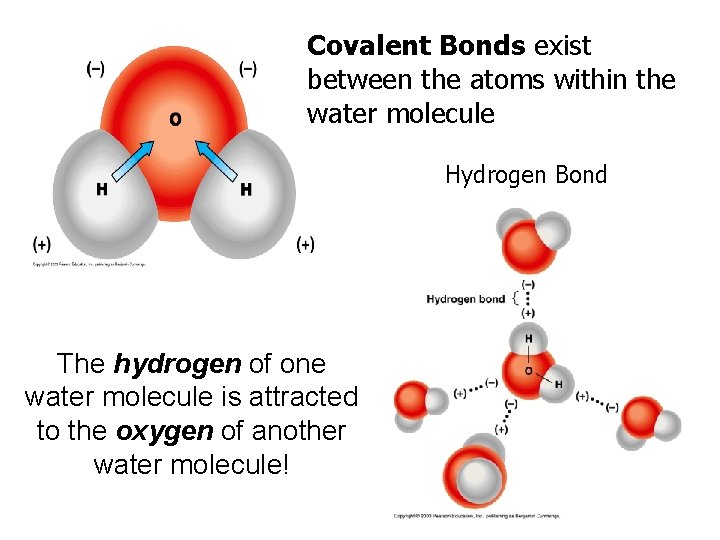 Covalent Bonds exist between the atoms within the water molecule Hydrogen Bond The hydrogen