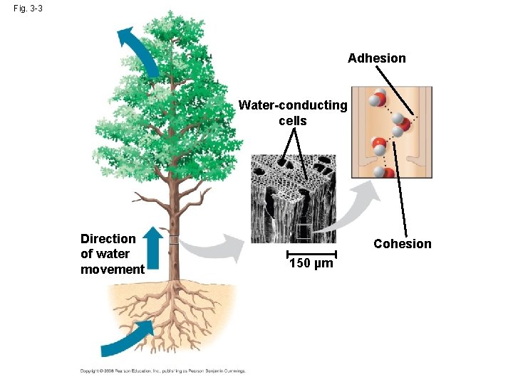 Fig. 3 -3 Adhesion Water-conducting cells Direction of water movement Cohesion 150 µm Fig. 3 -3 Adhesion Water-conducting cells Direction of water movement Cohesion 150 µm