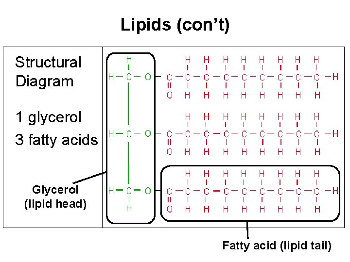 Lipids (con’t) Structural Diagram 1 glycerol 3 fatty acids Glycerol (lipid head) Fatty acid Lipids (con’t) Structural Diagram 1 glycerol 3 fatty acids Glycerol (lipid head) Fatty acid