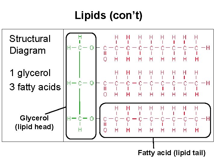 Lipids (con’t) Structural Diagram 1 glycerol 3 fatty acids Glycerol (lipid head) Fatty acid