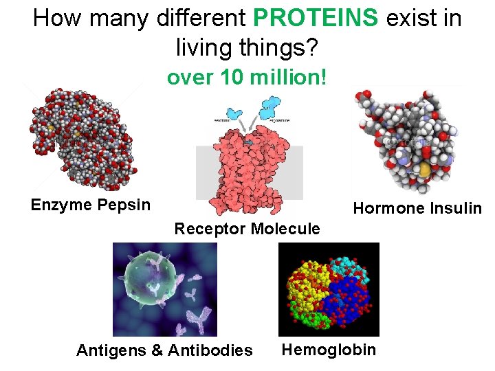 How many different PROTEINS exist in living things? over 10 million! Enzyme Pepsin Hormone