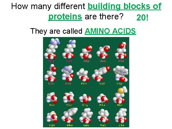 How many different building blocks of proteins are there? 20! They are called AMINO How many different building blocks of proteins are there? 20! They are called AMINO