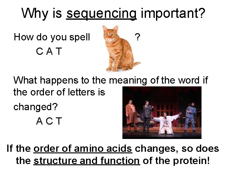 Why is sequencing important? How do you spell CAT ? What happens to the