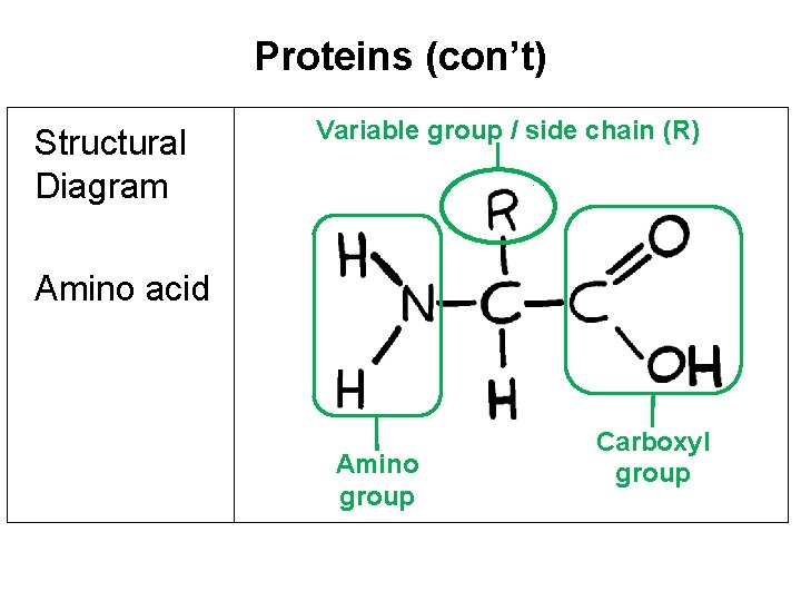 Proteins (con’t) Structural Diagram Variable group / side chain (R) Amino acid Amino group