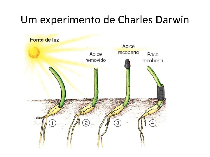 Um experimento de Charles Darwin 