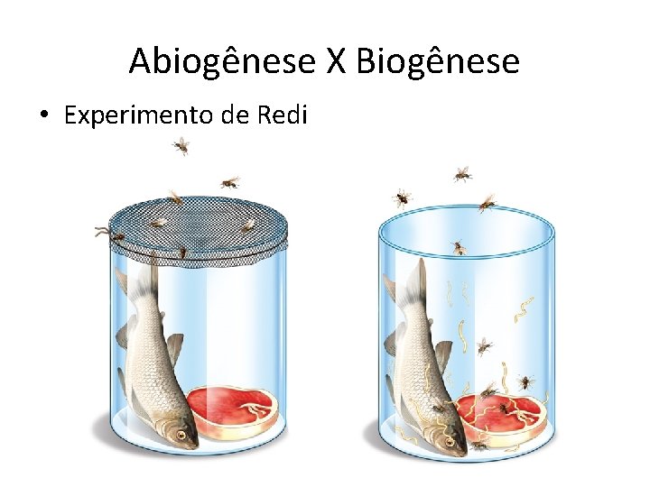 Abiogênese X Biogênese • Experimento de Redi 