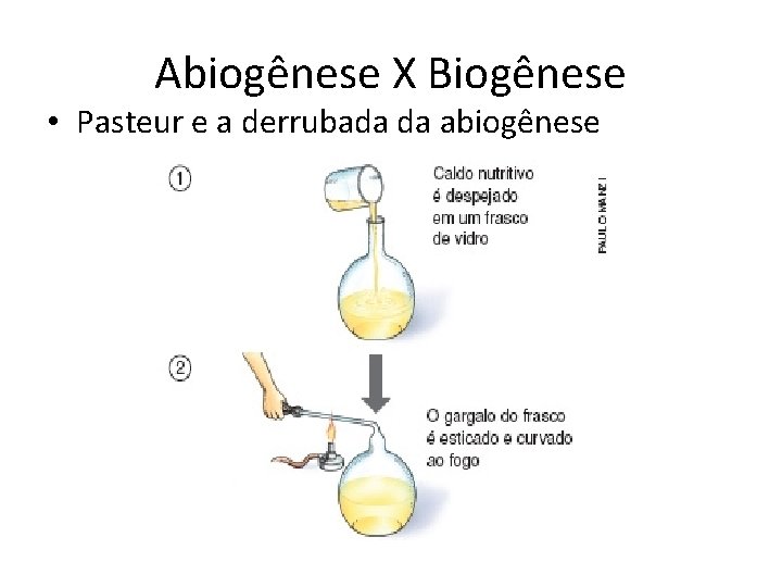 Abiogênese X Biogênese • Pasteur e a derrubada da abiogênese 