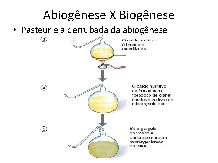 Abiogênese X Biogênese • Pasteur e a derrubada da abiogênese 