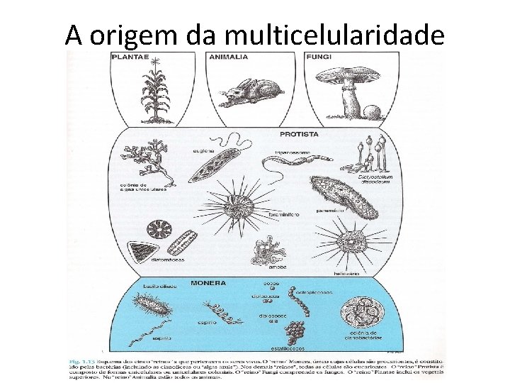 A origem da multicelularidade 