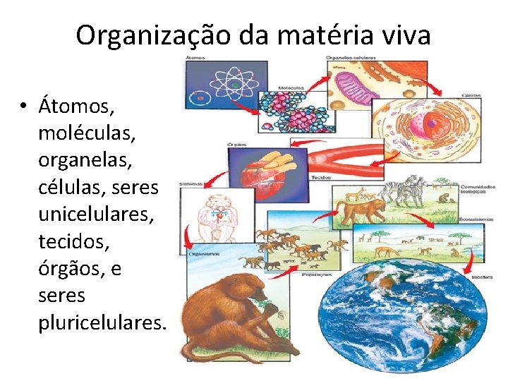 Organização da matéria viva • Átomos, moléculas, organelas, células, seres unicelulares, tecidos, órgãos, e