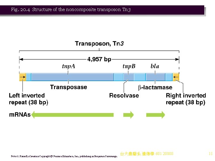 Fig. 20. 4 Structure of the noncomposite transposon Tn 3 Peter J. Russell, i.