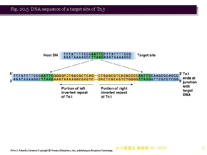 Fig. 20. 5 DNA sequence of a target site of Tn 3 Peter J.