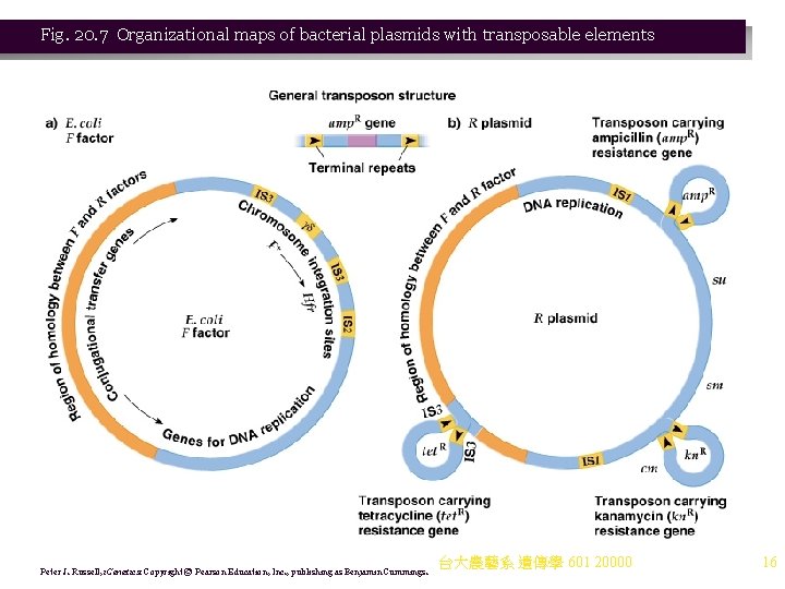 Fig. 20. 7 Organizational maps of bacterial plasmids with transposable elements Peter J. Russell,