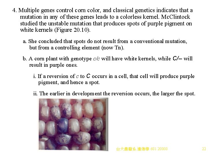 4. Multiple genes control corn color, and classical genetics indicates that a mutation in