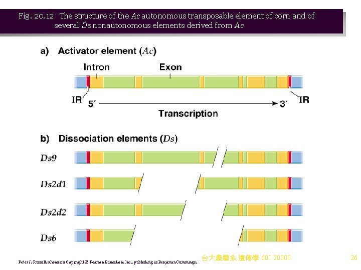 Fig. 20. 12 The structure of the Ac autonomous transposable element of corn and