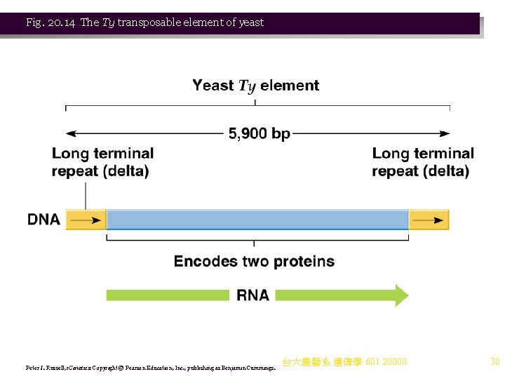 Fig. 20. 14 The Ty transposable element of yeast Peter J. Russell, i. Genetics: