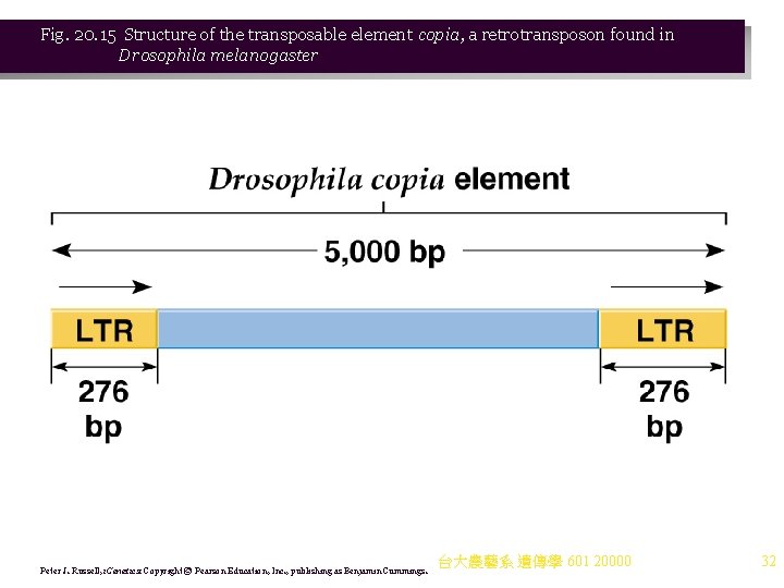 Fig. 20. 15 Structure of the transposable element copia, a retrotransposon found in Drosophila