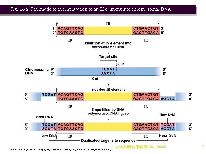 Fig. 20. 2 Schematic of the integration of an IS element into chromosomal DNA